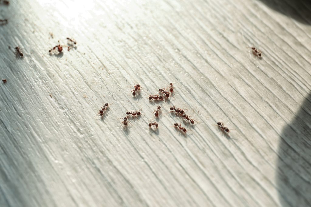 TheREDWords.website/BLOG page. A photo of a bunch of red ants swarming on a picnic table.