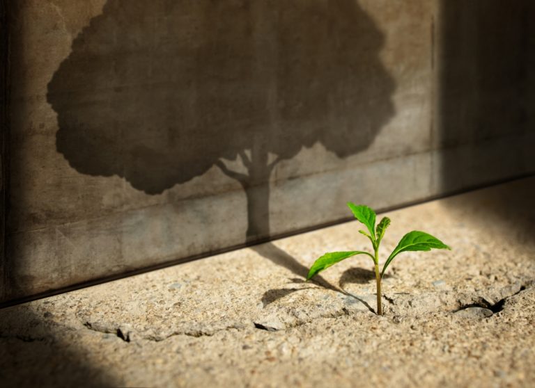 TheREDWords.website/Prayer Starter. A photo of a seedling whose shadow has grown into a mighty tree.